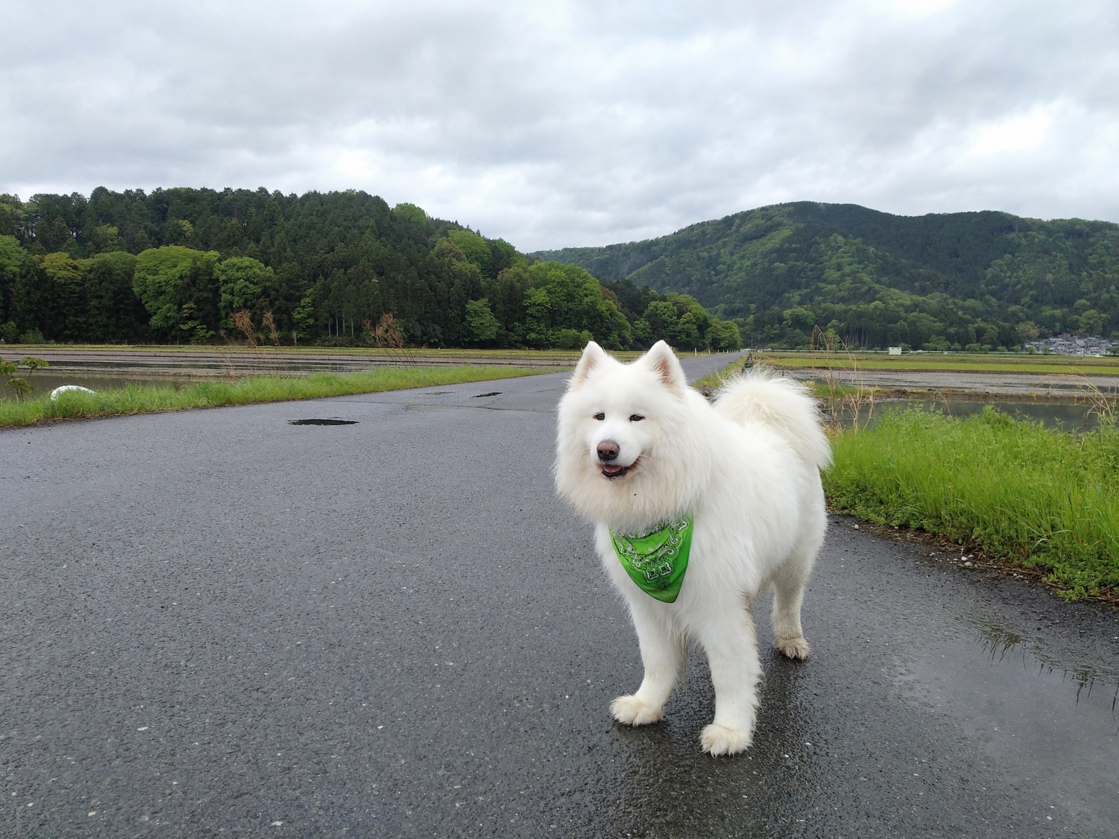 雨ですねぇ