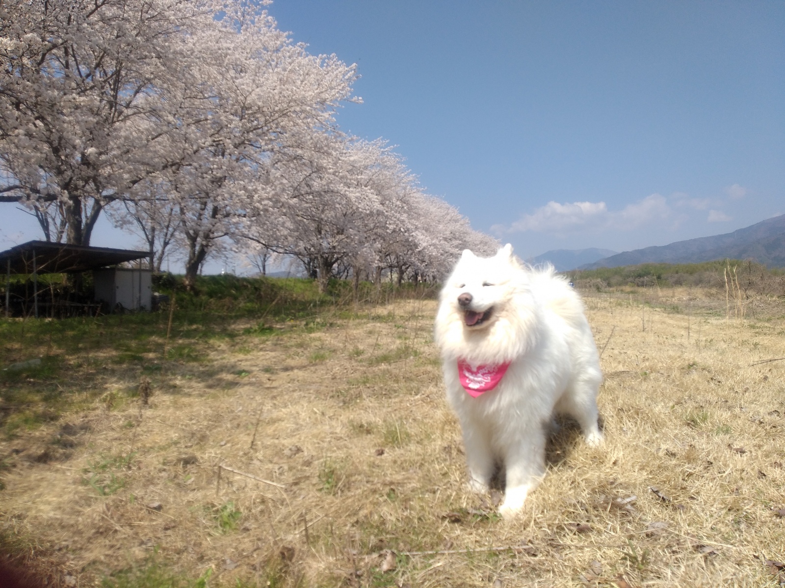 �Ԃ̖��͒Z���Ă��c