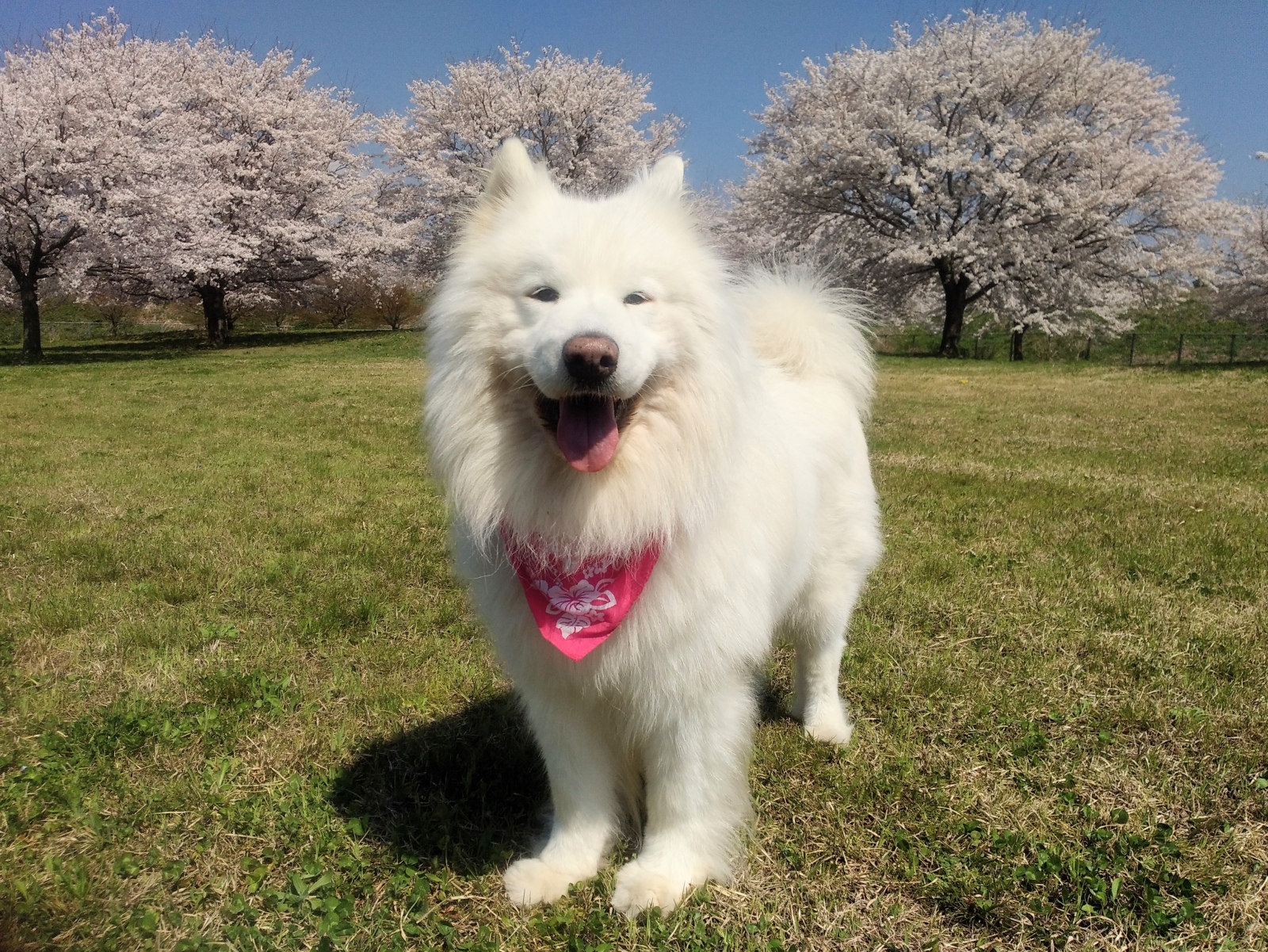 ���N�̍��̍��̎v���o��